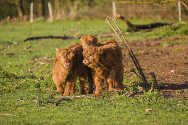 Three Highland calves (Bos primigenius) taurus) stand on a pasture