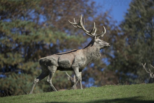 Red Deer stag at the rutting season, mud covered.. Sky in background.. With trees in background