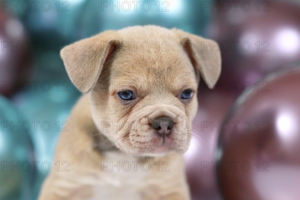 Portrait of 6 weeks old healthy cream colored French Bulldog dog puppy with colorful balloons in