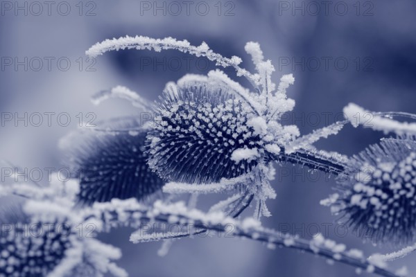 Wild teasel (Dipsacus fullonum), dried inflorescences with hoarfrost, monochrome North