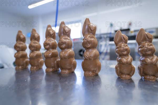 Row of chocolate bunnies on a metal table in a kitchen environment, Easter baking and chocolate