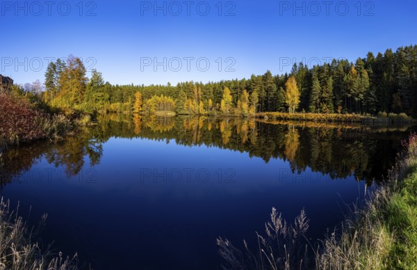 Autumn coloured birch trees on the shore of a fish pond near Neu Nagelberg, Gmünd, Waldviertel,