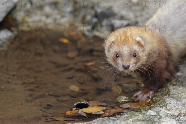 A female ferret (Mustela putorius furo) drinking from a little pond in a garden