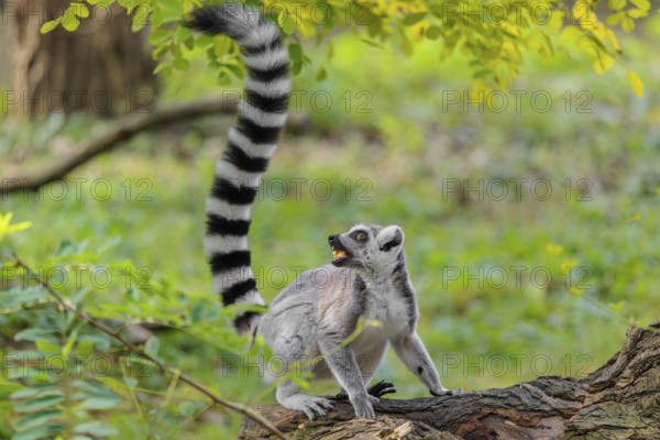 A ring-tailed lemur (Lemur catta) sits on a rotten tree lying on the ground and eats a fruit