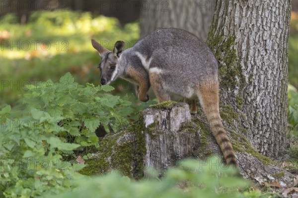 One yellow-footed rock-wallaby (Petrogale xanthopus), or ring-tailed wallaby sitting on grass