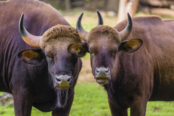 A male and a female Gaur (Bos gaurus gaurus) stand side by side on a green meadow