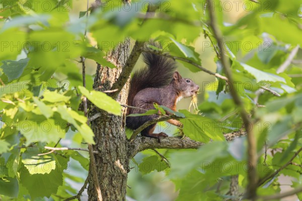 A  squirrel or Eurasian  squirrel (Sciurus vulgaris) eats from a Corylus colurna