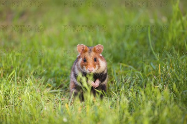 A European hamster (Cricetus cricetus), Eurasian hamster, black-bellied hamster or common hamster,