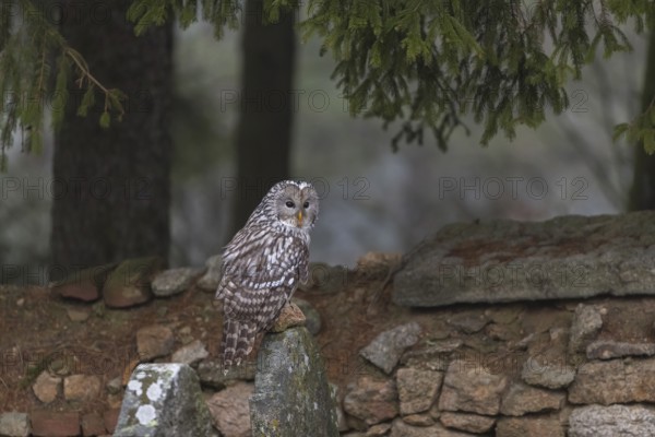 One Ural owl (Strix uralensis) sitting on a old jewish gravestone with a natural stone masonry and