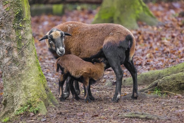 A female Cameroon or Cameroon Dwarf sheep, Ovis gmelini aries, suckling her lamb in a forest