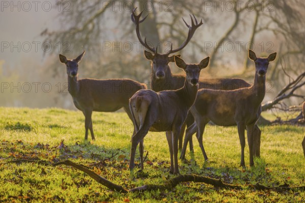 A herd of red deer hind and a stag (Cervus elaphus) stand backlit on a meadow. Early morning light