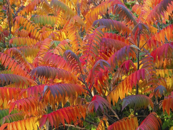 Stag's horn sumach (Rhus typhina), leaves in autumn colour, Hessen, Germany, Europe