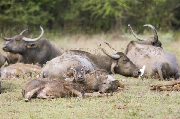 Water buffalo (Bubalus arnee) in Yala Natioal Park, Southern Province, Sri Lanka, Asia