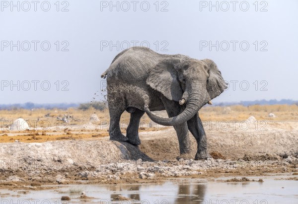 African elephant (Loxodonta africana), bathing at a waterhole, splashing water with its trunk, Nxai