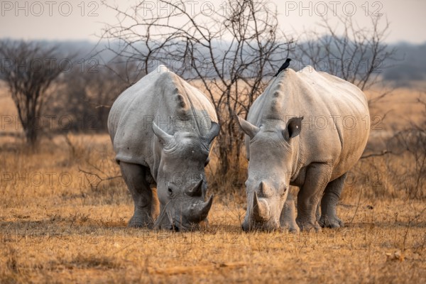 Southern white rhinoceros (Ceratotherium simum simum), two rhinos grazing in the evening light,