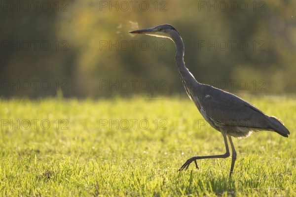 Grey heron (Ardea cinerea), animal portrait, backlight, Rosensteinpark, Stuttgart,