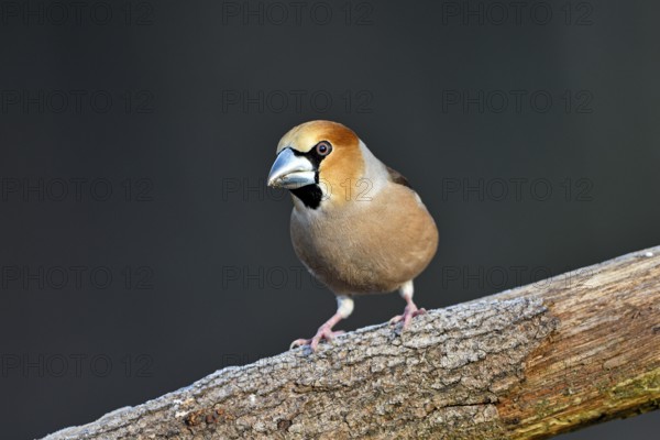 Hawfinch (Coccothraustes coccothraustes), male, Dingdener Heide nature reserve, North