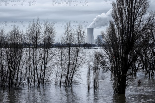 Duisburg, North Rhine-Westphalia, Germany - Flood on the Rhine, the trees on the dyke in the