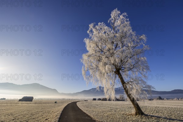 Tree, birch, hoarfrost, fog, path, sunny, mountain landscape, winter, Loisach-Lake Kochel moor,