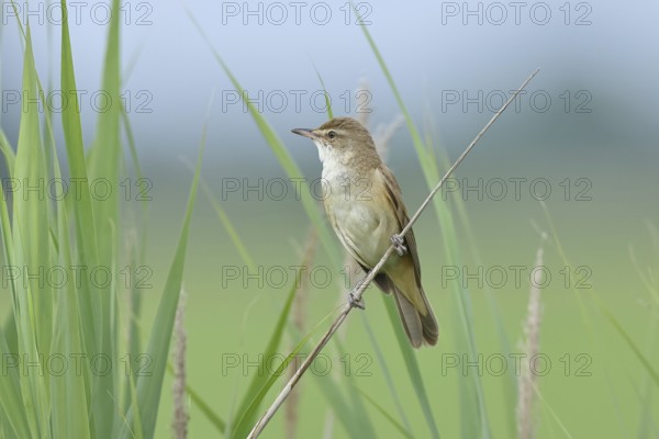 Great Reed Warbler (Acrocephalus arundinaceus), singing, twittering, sitting on a reed stalk in a