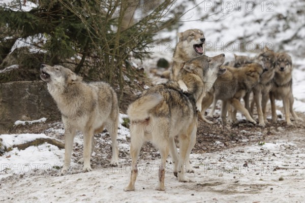 A pack of grey wolves (Canis lupus lupus) stands howling on a snow-covered meadow on a cold, cloudy
