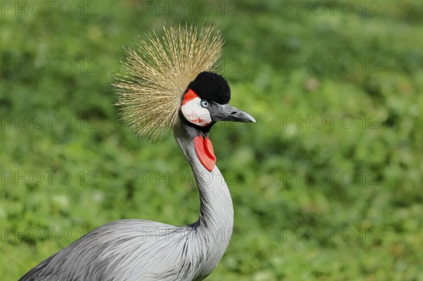 Crowned Crane (Balearica pavonina), portrait, captive, Herborn-Uckersdorf Zoo, Hesse, Germany,
