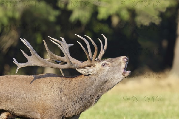 Red deer (Cervus elaphus) during the rutting season, a capital stag roaring in a forest clearing,