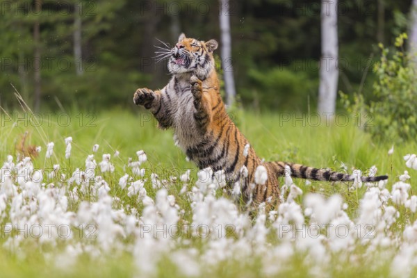 One young female Siberian Tiger, Panthera tigris altaica, jumping up on a meadow of tall fresh