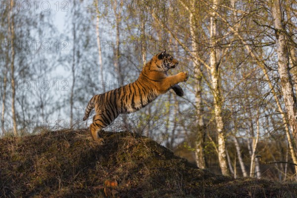 One young female Siberian Tiger, Panthera tigris altaica, running thru a birch tree forest. Hunting