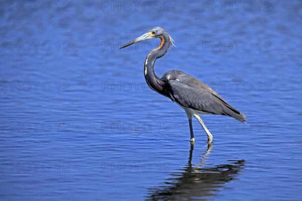 Tricoloured Heron (Egretta tricolor), adult, in the water, foraging, Merritt Island, Black Point