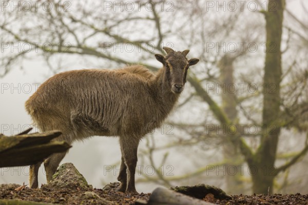 A female Himalayan Tahr (Hemitragus jemlahicus) stands in the forest on a foggy day