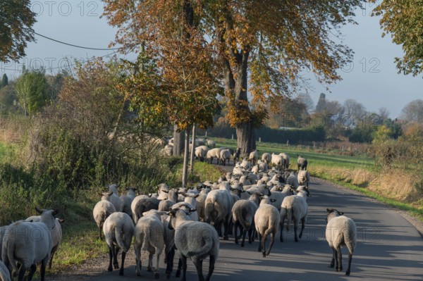 Moving black-headed sheep (Ovis gmelini aries) to another pasture, Mecklenburg-Western Pomerania,