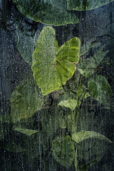 Plants and green leaves behind glass in greenhouse, structure, background, flora, art, texture,