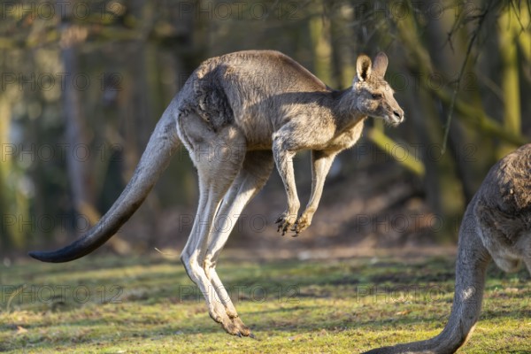 Eastern Gray Kangaroo (Macropus giganteus) jumping on a meadow, captive, occurance Australia,