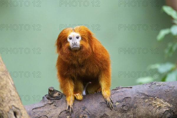 Golden lion tamarin (Leontopithecus rosalia), climbing on a tree, captive, Germany, Europe