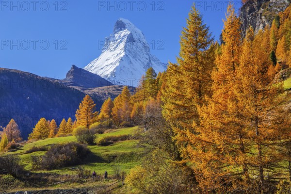 Matterhorn 4478m with golden yellow larches in autumn, Zermatt, Mattertal, Valais, Switzerland,
