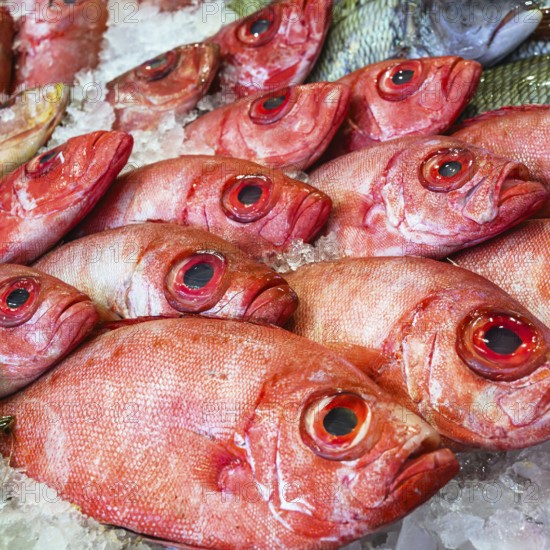 Red Sea Fish, Fish Market in Hurghada, Egypt, Africa