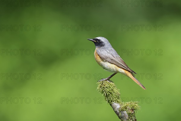 Redstart (Phoenicurus phoenicurus), male on a moss-covered branch, songbird, wildlife, Siegerland,
