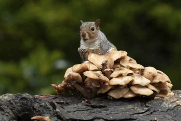 Grey squirrel (Sciurus carolinensis) adult animal feeding on fungi on a fallen tree branch in the