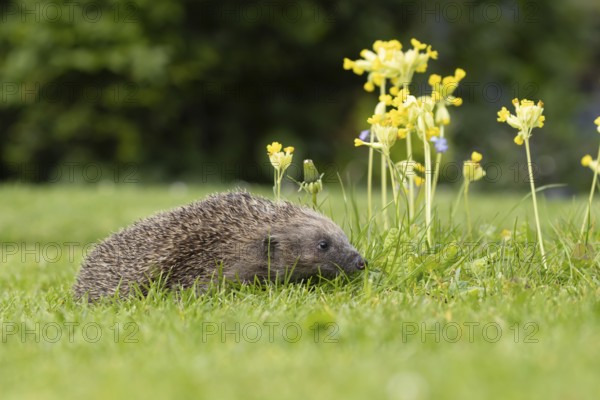 European hedgehog (Erinaceus europaeus) adult animal on a garden grass lawn with Cowslip flowers in