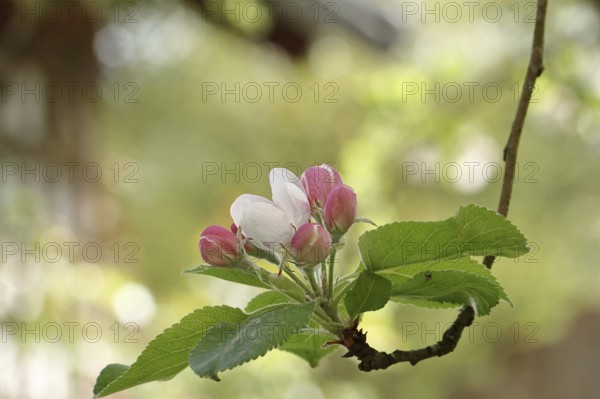 Apple blossoms (Malus), red still closed blossoms and white open blossom with bokeh in the