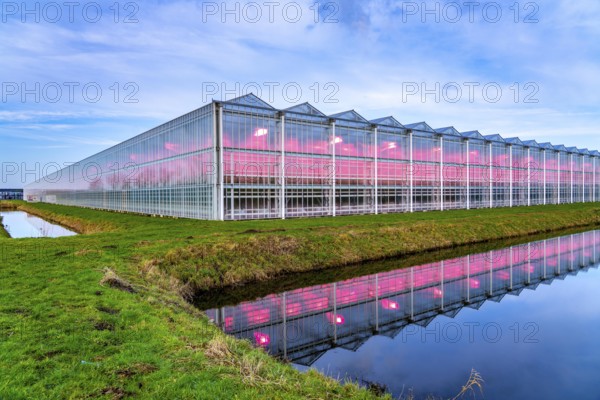 Large greenhouses for cucumbers and strawberries, over 10 hectares, the plants are artificially