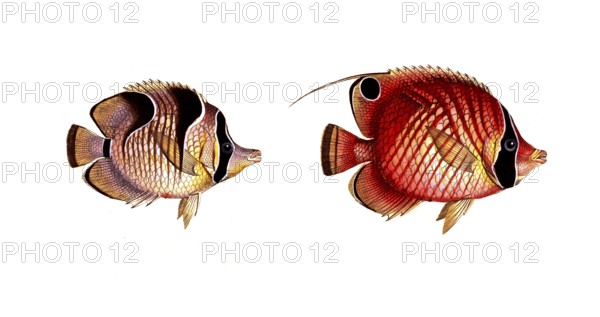 Fish, fish, left: genus butterflyfish, Chaetodon falcula, the Sickle-Chetodon. right, genus