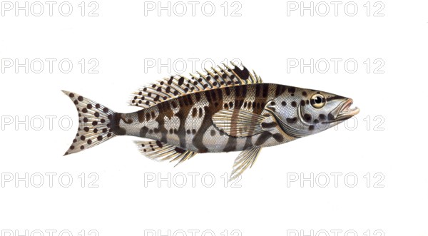 Fish, Fish, Genus of Hussar Fish, Holocentrus tigrinus, the checkered Sogo, the checkered