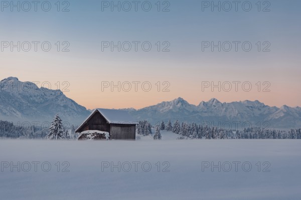 Deep snowy winter morning mood near Halblech in the foothills of the Alps in the Allgäu with the