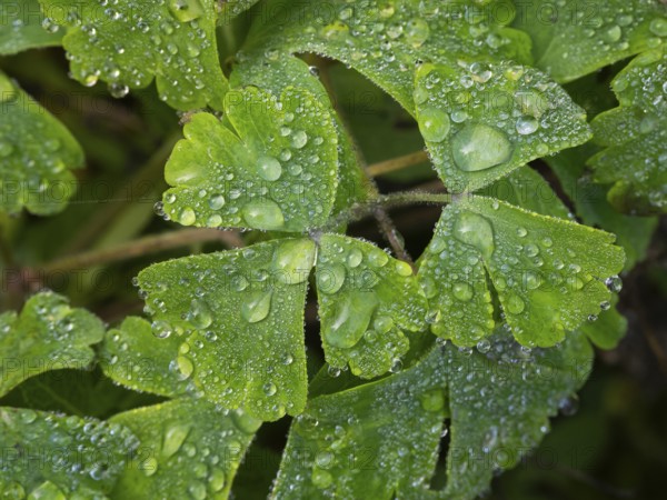 Water droplets on a garden Geranium plant leaves, Hesse, Germany, Europe