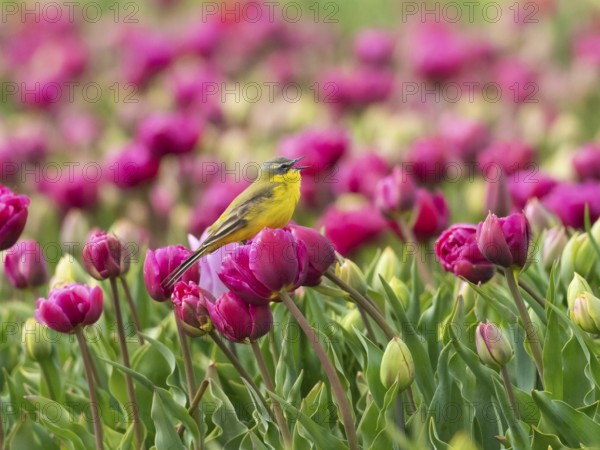 Yellow Wagtail (Motacilla flava) adult male sitting on a tulip flower, singing, surrounded by a