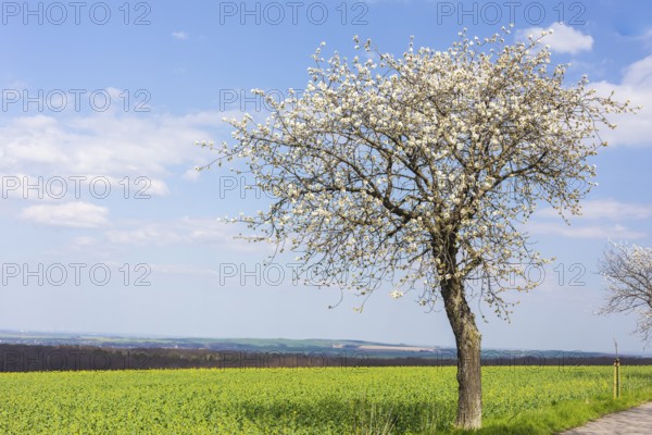 Cherry tree (prunus) in blossom next to an almost flowering rape field (brassica napus), Collm,