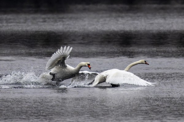 Two swans racing across the water in an aggressive posture, wings raised, Mute Swan, (cygnus olor),
