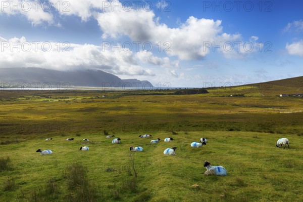 Blue-marked sheep (Ovis aries) in a meadow, coastline on the horizon, Slievemore, Acaill, Achill